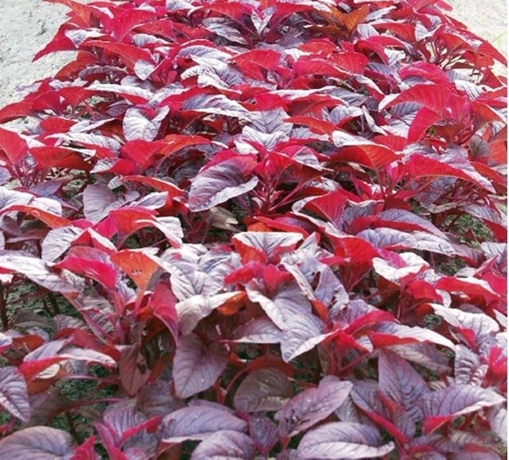 Large circle-leaved red amaranth plant grown from seeds with bold red foliage and edible leaves